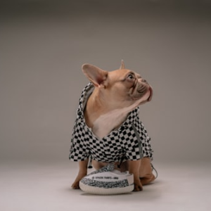 Natural Pet Treats for Training