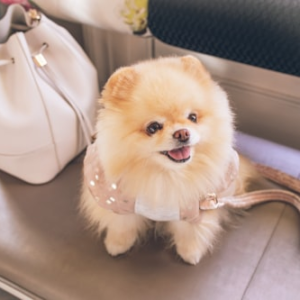 Grooming Kit for Healthy Pets