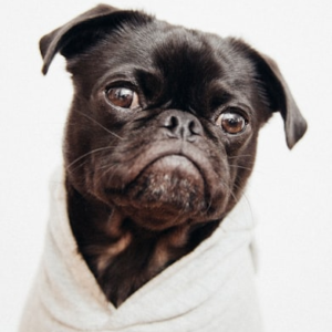 Stylish Pet Collar for Fashionable Pets