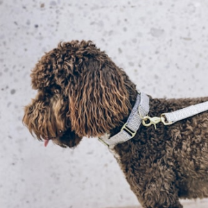 Pet First Aid Kit for Emergencies